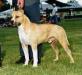 AKC CH Rangler's Yukon Gold Rush