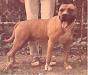 CHYUG 9CACIB Finwar's Ruffian Finn