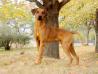 CGIL Din Sb Bulawayo Liondog