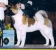 BISS AKC/CAN CH Akiko's Chosen By Faith