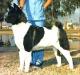 AKC CH Tamarlane's Silver Star