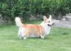 JCH, CH, GRAND CH SK Alfa Urban Corgis