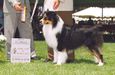 HOF AKC/ASCA CH Moonlight's Must Be Magic