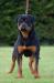 JCH Mischa kinders royal rott