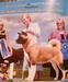 AKC CH Regalias Cutting Edge Of Grandslam