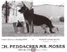 CH Peddacres Mr Moses