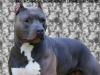 AKC/UKC/ INT CH Short N Sweet Lethal Injectn