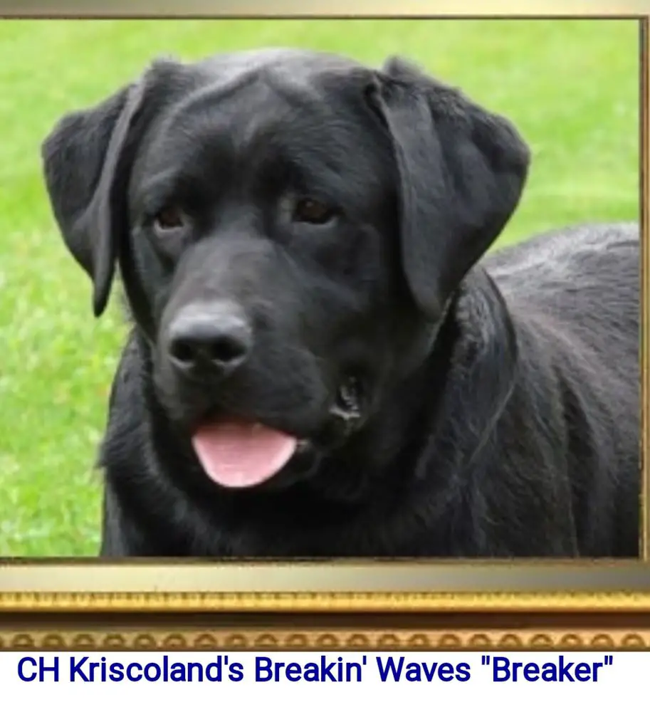 Kriscoland labradors hot sale