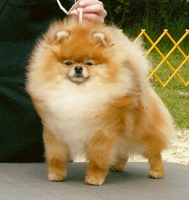 lenette pomeranians