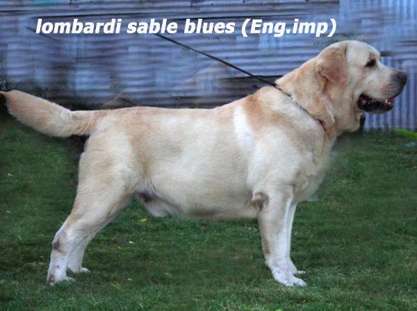 Lombardi Sable Blues