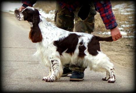 english springer spaniel pedigree database