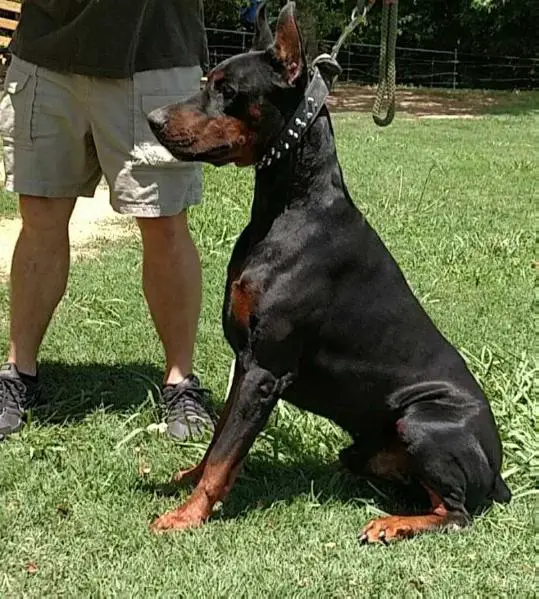 Kimbertal dobermans hot sale