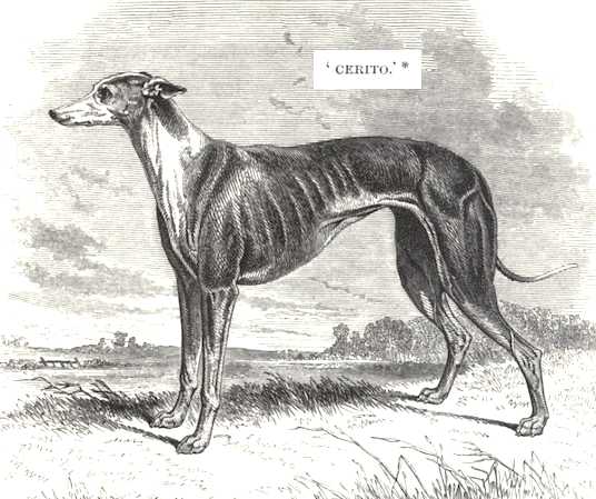Cerito (1848) [Messrs. Cooke and Hinde's]