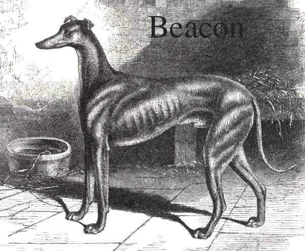 Beacon [Mr Marfleet's, late Mr. Borron's]
