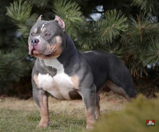 Shortmuscle Pit's Lucky Luciano