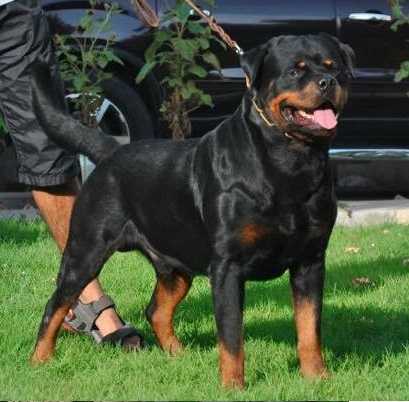 wolf rottweiler