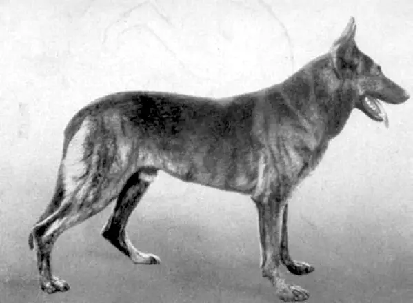 Brindle German Shepherd Dog - Page 2